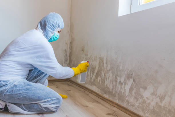 Licensed Crawl Space Mold Removal service in Elmwood Park, IL - WQB Mold Removal