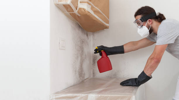 Professional Crawl Space Mold Removal technician working in Elmwood Park, IL